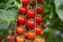 Beautiful Red Ripe Cherry Tomatoes Grown In A Greenhouse