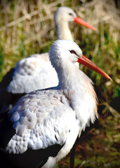 white stork in the nest