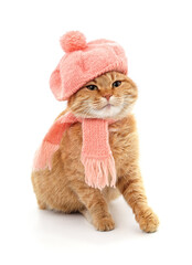 Canvas Print - Kitten in a pink scarf and in the hat.