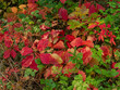 Czerwone liście winobluszczu jesienią.