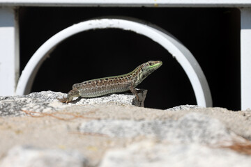 Poster - Closeup shot of a green lizard sitting on a rock