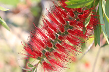 Red Tropical Background With A Flower Of Callistemon Viminalis, Colorful Blooming Of Exotic Plant