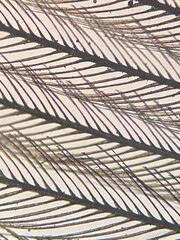 Wall Mural - photo of bird feather under microscope