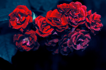 Fototapeta bloody color roses