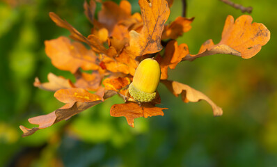 Wall Mural - European oak, Quercus robur twig with acorn in autumn with a blurred background