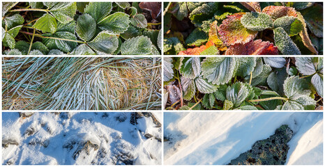 Wall Mural - Collection of panoramic natural backgrounds with hoarfrost on foliage. Grass and leaves of garden strawberries are covered with frost. Stones and snow. Texture set.