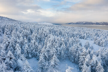 Wall Mural - scenic winter landscape. beautiful aerial view of a snowy forest and a sea bay. top view of snow-cov