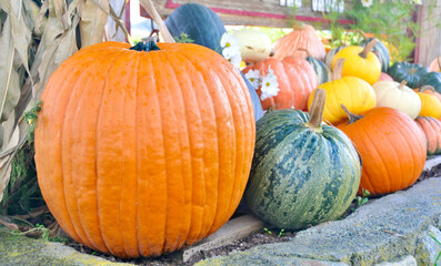 Wall Mural - Fall pumpkin harvest display at organic farmer's market for seasonal pumpkin festival or halloween pumpkin carving.