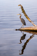 Wall Mural - Great Blue Heron standing on log in the water with reflection