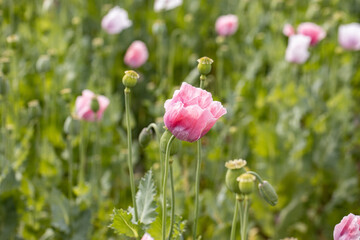 Wall Mural - Beautiful poppies