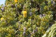 Old Man Banskia flower (Banksia serrata) 