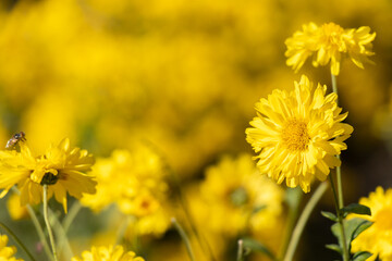 Wall Mural - Closed up of yellow color Chrysanthemum flower background