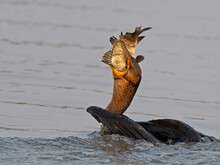 Double-crested Cormorant Eating A Large Fish