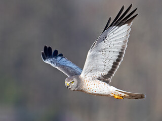 male northern harrier hawk aka gray ghost
