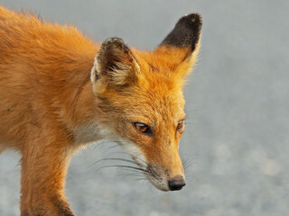 Wall Mural - A Red Fox Close-up Portrait