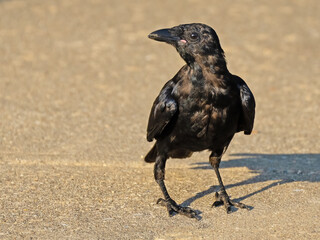 Wall Mural - Juvenile American Crow Standing on the Ground