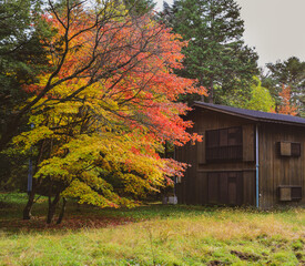 Wall Mural - Beautiful countryside scene in autumn