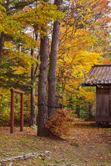 Wall Mural - Beautiful countryside scene in autumn