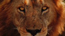 Closeup Shot Of A Lion