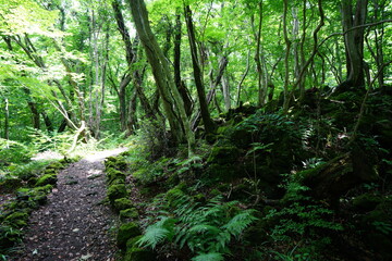 a refreshing spring forest with a path