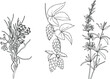 © Eaver Studio - Black and white set of plants illustration vector