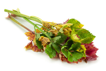 Wall Mural - Red celery leaf on white