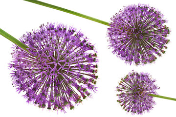 Wall Mural - Decorative onion blossom flower