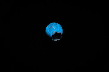 Wall Mural - Closeup shot of a blueberry isolated on black background