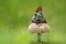 Butterfly Sitting On A Frog On A Wild Mushroom, Indonesia