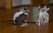 Four Cornish Rex Kittens Sitting On The Floor Looking Up