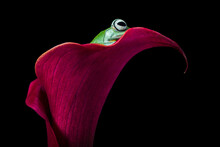 Wallace's Flying Frog Sitting On A Red Calla Lily, Indonesia