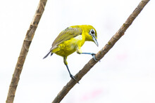 Warbling White-eye Bird Perched On A Twig, Indonesia