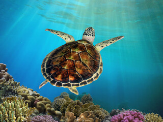 Wall Mural - Green sea turtle swimming among colorful coral reef