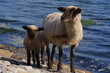 Schaf mit Lamm am Meer