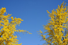 Colorful Yellow Leaves Of The Ginkgo Trees Or The Maidenhair Trees In Fall Season With Blue Sky Is In The Background.