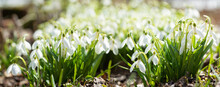 First Spring Flowers. Snowdrop Flowers Blooming In A Garden