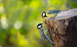 Two little songbirds sitting on the tree stump on green background. Great Tit (Parus major)