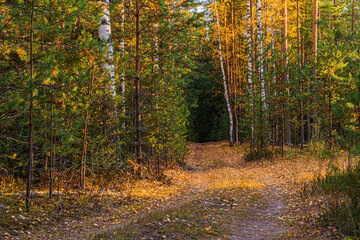  A country road lit by the evening sun in a birch-pine autumn forest.