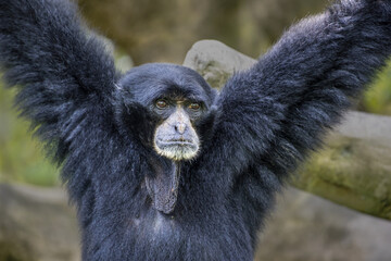 Sticker - Close up shot of a black howler monkey holding with its arms with a blurry background