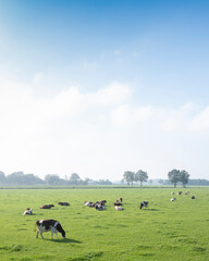 Wall Mural - red brown white spotted cows in green grassy meadow under blue sky between zwolle and deventer in the netherlands