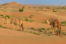 Two Camels Standing In The Desert, Saudi Arabia