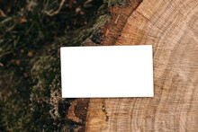 Branding Mock-up. Blank Business Card, Invitation. Cut Wooden Tree Trunk With Moss In Forest. Blurred Grass Background. Lumber, Timber Industry And Ecology Concept. Moody Natural Flat Lay, Top View.