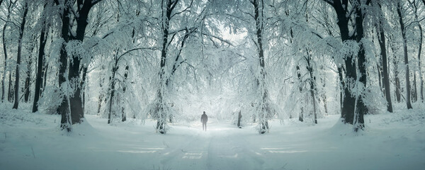 Wall Mural - winter forest panorama, man walking on snowy path