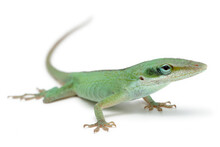 Green Anole (Anolis Carolinensis) On A White Background