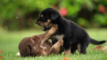 cute puppies playing in garden or black puppies