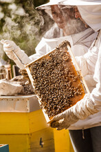 Beekeepers On Apiary. Beekeepers Are Working With Bees And Beehives On The Apiary.