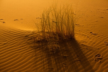 Wall Mural - Beautiful sand dunes in the Sahara Desert in Morocco. Landscape in Africa in desert.