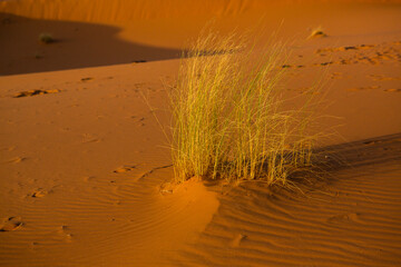 Wall Mural - Beautiful sand dunes in the Sahara Desert in Morocco. Landscape in Africa in desert.