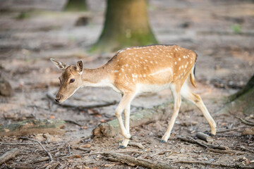 Poster - Beautiful view of spotted deer walking on the ground