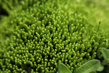 Sticker - Macro shot of green moss on a rock